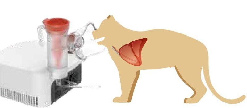 Illustration of VCN2 nebulizer mask delivering aerosol to the lower respiratory tract of a feline patient