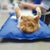 Feline patient held in dorsal recumbency on a VM1 vacuum positioning mat