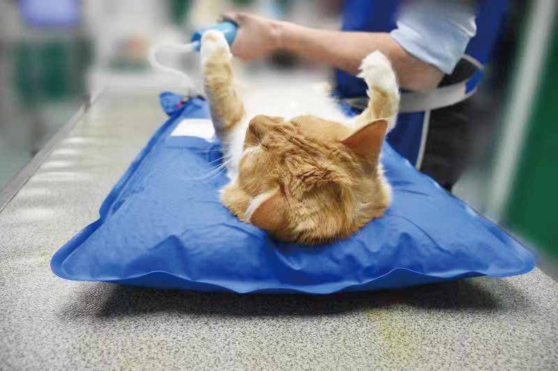 Feline patient held in dorsal recumbency on a VM1 vacuum positioning mat
